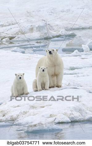 "Polar Bears (Ursus maritimus) walking on an ice floe near Wrangel Island, a UNESCO World Heritage site, sow with cubs, Wrangel Island, Far Eastern Federal District, Russia, Europe" View Large Photo Image Stock Image - "Polar Bears (Ursus maritimus) walking on an ice floe near Wrangel Island, a UNESCO World Heritage site, sow with cubs, Wrangel Island, Far Eastern Federal District, Russia, Europe". Fotosearch