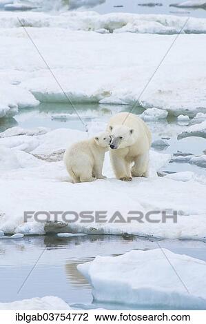 "Polar Bears (Ursus maritimus) walking on an ice floe near Wrangel Island, UNESCO World Heritage site, sow with cub, Wrangel Island, Far Eastern Federal District, Russia, Europe" View Large Photo Image Stock Image - "Polar Bears (Ursus maritimus) walking on an ice floe near Wrangel Island, UNESCO World Heritage site, sow with cub, Wrangel Island, Far Eastern Federal District, Russia, Europe". Fotosearch
