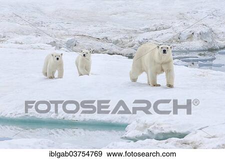 "Polar Bears (Ursus maritimus) walking on an ice floe near Wrangel Island, UNESCO World Heritage site, sow with cubs, Wrangel Island, Far Eastern Federal District, Russia, Europe" View Large Photo Image Stock Photo - "Polar Bears (Ursus maritimus) walking on an ice floe near Wrangel Island, UNESCO World Heritage site, sow with cubs, Wrangel Island, Far Eastern Federal District, Russia, Europe". Fotosearch