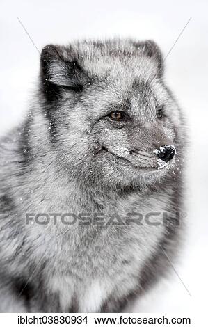 "Polar Fox or Arctic Fox (Vulpes lagopus, Alopex lagopus), in winter, portrait, captive, Germany, Europe" View Large Photo Image Picture - "Polar Fox or Arctic Fox (Vulpes lagopus, Alopex lagopus), in winter, portrait, captive, Germany, Europe". Fotosearch