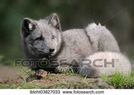 Stock Image - "Polar Fox or Arctic Fox (Vulpes lagopus, Alopex lagopus), summer coat, captive, Germany, Europe". Fotosearch
