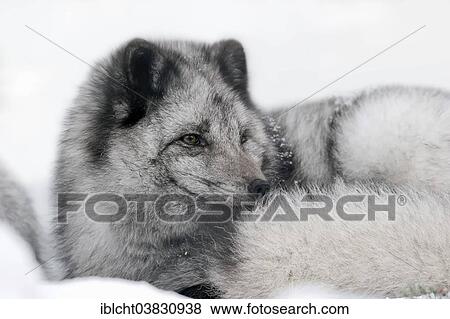 "Polar Fox or Arctic Fox (Vulpes lagopus, Alopex lagopus), lying in the snow, captive, Germany, Europe" View Large Photo Image Stock Photo - "Polar Fox or Arctic Fox (Vulpes lagopus, Alopex lagopus), lying in the snow, captive, Germany, Europe". Fotosearch