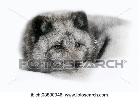 "Polar Fox or Arctic Fox (Vulpes lagopus, Alopex lagopus), lying in the snow, captive, Germany, Europe" View Large Photo Image Stock Photograph - "Polar Fox or Arctic Fox (Vulpes lagopus, Alopex lagopus), lying in the snow, captive, Germany, Europe". Fotosearch