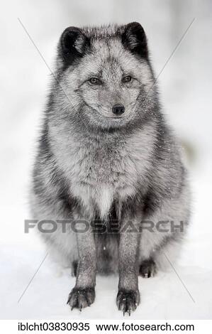 "Polar Fox or Arctic Fox (Vulpes lagopus, Alopex lagopus) in winter, captive, Germany, Europe" View Large Photo Image Stock Photography - "Polar Fox or Arctic Fox (Vulpes lagopus, Alopex lagopus) in winter, captive, Germany, Europe". Fotosearch