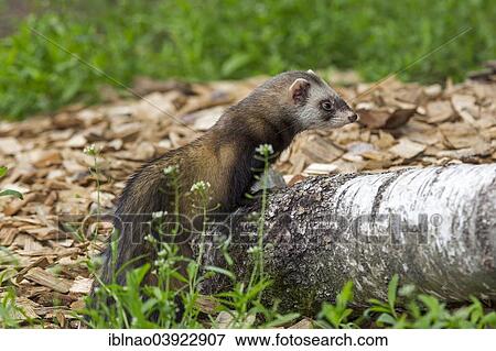 "Polecat (Mustela putorius), Sweden, Europe" View Large Photo Image Stock Photo - "Polecat (Mustela putorius), Sweden, Europe". Fotosearch