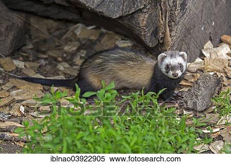 "Polecat (Mustela putorius), Sweden, Europe" View Large Photo Image Stock Photography - "Polecat (Mustela putorius), Sweden, Europe". Fotosearch