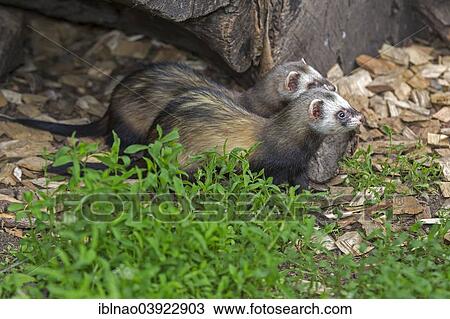 "Polecats (Mustela putorius), Sweden, Europe" View Large Photo Image Stock Image - "Polecats (Mustela putorius), Sweden, Europe". Fotosearch