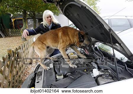"Police sniffer dog getting trained, searching for drugs in a vehicle, Germany, Europe" View Large Photo Image Picture - "Police sniffer dog getting trained, searching for drugs in a vehicle, Germany, Europe". Fotosearch
