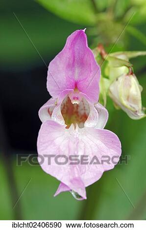 Stock Image - "Policeman's Helmet, Gnome's Hatstand or Himalayan Balsam (Impatiens glandulifera), North Rhine-Westphalia, Germany, Europe". Fotosearch
