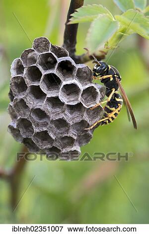 Stock Photo - "Polistine wasp (Polistes nimpha), Bad Ditzenbach, Swabian Alp, Baden-Wuerttemberg, Germany, Europe". Fotosearch