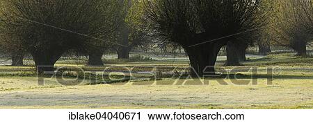 "Pollard Willows in the Lower Rhine area, Himmelgeister Rheinbogen nature reserve, Dusseldorf, North Rhine-Westphalia, Germany, Europe" View Large Photo Image Stock Image - "Pollard Willows in the Lower Rhine area, Himmelgeister Rheinbogen nature reserve, Dusseldorf, North Rhine-Westphalia, Germany, Europe". Fotosearch