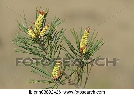"Pollen cones of a Scots Pine (Pinus sylvestris), Emsland, Lower Saxony, Germany, Europe" View Large Photo Image Stock Photograph - "Pollen cones of a Scots Pine (Pinus sylvestris), Emsland, Lower Saxony, Germany, Europe". Fotosearch