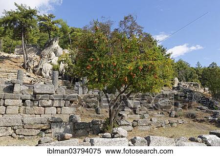 "Pomegranate tree (Punica granatum), antique sanctuary of Labranda or Labraunda near Milas, Mugla Province, Caria, Aegean, Turkey, Asia" View Large Photo Image Stock Photography - "Pomegranate tree (Punica granatum), antique sanctuary of Labranda or Labraunda near Milas, Mugla Province, Caria, Aegean, Turkey, Asia". Fotosearch