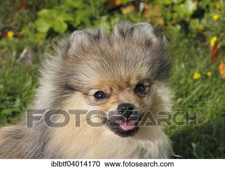 "Pomeranian, 8 months" View Large Photo Image Stock Image - "Pomeranian, 8 months". Fotosearch