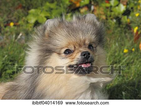 Stock Photo - "Pomeranian, 8 months". Fotosearch