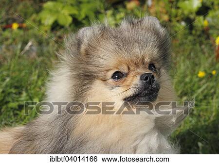 Stock Photograph - "Pomeranian, 8 months". Fotosearch