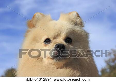 "Pomeranian, male dog, 2 years, against blue sky" View Large Photo Image Picture - "Pomeranian, male dog, 2 years, against blue sky". Fotosearch