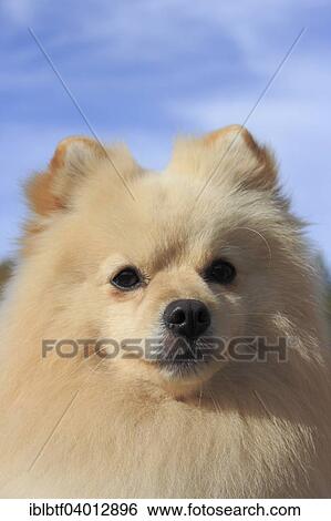 "Pomeranian, male dog, 2 years, against blue sky" View Large Photo Image Stock Photograph - "Pomeranian, male dog, 2 years, against blue sky". Fotosearch