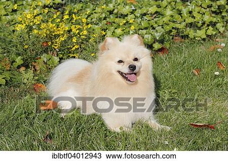 "Pomeranian, male dog, 2 years, lying on meadow" View Large Photo Image Stock Image - "Pomeranian, male dog, 2 years, lying on meadow". Fotosearch