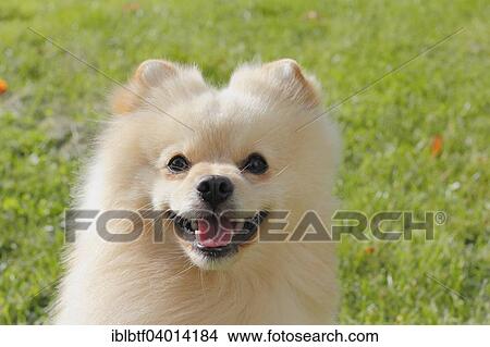 "Pomeranian, male dog, 2 years" View Large Photo Image Picture - "Pomeranian, male dog, 2 years". Fotosearch