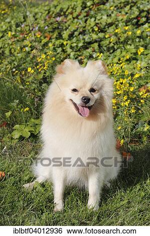 "Pomeranian, male dog, 2 years, sitting on meadow" View Large Photo Image Stock Photograph - "Pomeranian, male dog, 2 years, sitting on meadow". Fotosearch