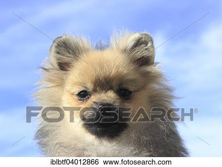 "Pomeranian, male dog, 5 months, against blue sky" View Large Photo Image Stock Photograph - "Pomeranian, male dog, 5 months, against blue sky". Fotosearch