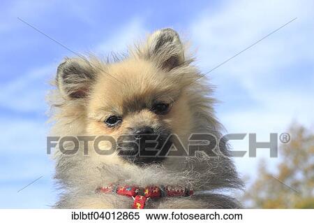 "Pomeranian, male dog, 5 months, against blue sky" View Large Photo Image Stock Photography - "Pomeranian, male dog, 5 months, against blue sky". Fotosearch