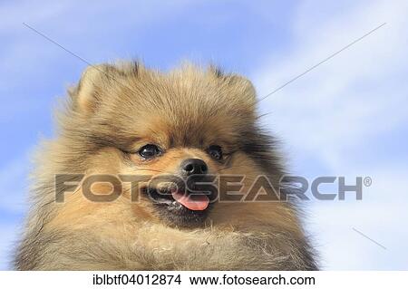 "Pomeranian, male dog, 8 months, against blue sky" View Large Photo Image Picture - "Pomeranian, male dog, 8 months, against blue sky". Fotosearch