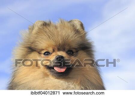 "Pomeranian, male dog, 8 months, against blue sky" View Large Photo Image Stock Image - "Pomeranian, male dog, 8 months, against blue sky". Fotosearch