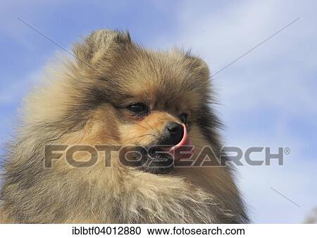 Stock Image - "Pomeranian, male dog, 8 months, licking his snout". Fotosearch