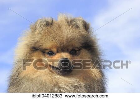 "Pomeranian, male dog, 8 months, against blue sky" View Large Photo Image Stock Image - "Pomeranian, male dog, 8 months, against blue sky". Fotosearch