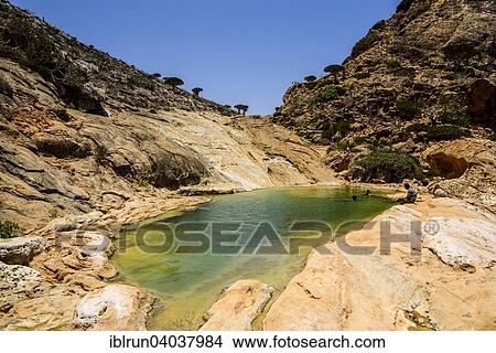 Picture - "Pond at the coast, Homhil protected area, island of Socotra, Yemen, Asia". Fotosearch