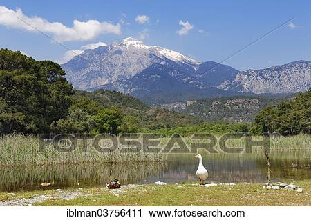 "Pond, behind the Tahtali Dagi mountain, Phaselis, Tekirova, Antalya Province, Turkey, Asia" View Large Photo Image Stock Image - "Pond, behind the Tahtali Dagi mountain, Phaselis, Tekirova, Antalya Province, Turkey, Asia". Fotosearch