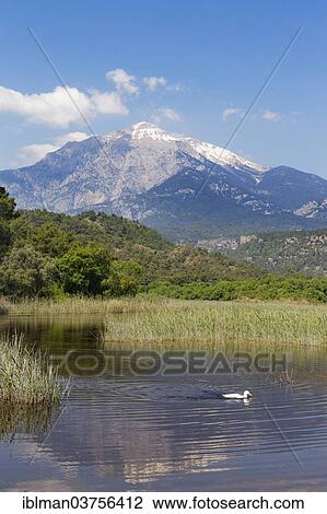 "Pond, behind the Tahtali Dagi mountain, Phaselis, Tekirova, Antalya Province, Turkey, Asia" View Large Photo Image Stock Image - "Pond, behind the Tahtali Dagi mountain, Phaselis, Tekirova, Antalya Province, Turkey, Asia". Fotosearch