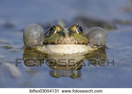 "Pond Frog or Edible Frog (Rana esculenta), male with inflated vocal sacs, Thuringia, Germany, Europe" View Large Photo Image Stock Image - "Pond Frog or Edible Frog (Rana esculenta), male with inflated vocal sacs, Thuringia, Germany, Europe". Fotosearch