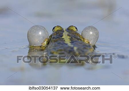 "Pond Frog or Edible Frog (Rana esculenta), male with inflated vocal sacs, Thuringia, Germany, Europe" View Large Photo Image Stock Photo - "Pond Frog or Edible Frog (Rana esculenta), male with inflated vocal sacs, Thuringia, Germany, Europe". Fotosearch