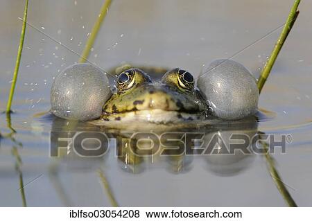"Pond Frog or Edible Frog (Rana esculenta), male with inflated vocal sacs, Thuringia, Germany, Europe" View Large Photo Image Stock Photo - "Pond Frog or Edible Frog (Rana esculenta), male with inflated vocal sacs, Thuringia, Germany, Europe". Fotosearch