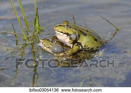 "Pond Frogs or Edible Frogs (Rana esculenta), two males with inflated vocal sacs gripping each other, Thuringia, Germany, Europe" View Large Photo Image Stock Photograph - "Pond Frogs or Edible Frogs (Rana esculenta), two males with inflated vocal sacs gripping each other, Thuringia, Germany, Europe". Fotosearch