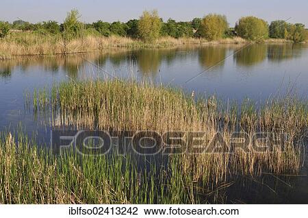 Pond landscape, rehabilitated opencast pits, Herbslebener Teiche nature reserve, Thuringia, Germany, Europe View Large Photo Image Stock Image - Pond landscape, rehabilitated opencast pits, Herbslebener Teiche nature reserve, Thuringia, Germany, Europe. Fotosearch