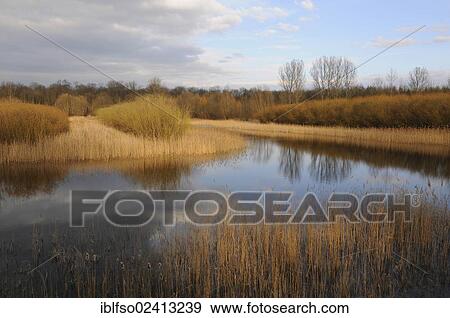 Pond landscape with reeds, Thuringia, Germany, Europe View Large Photo Image Stock Photo - Pond landscape with reeds, Thuringia, Germany, Europe. Fotosearch