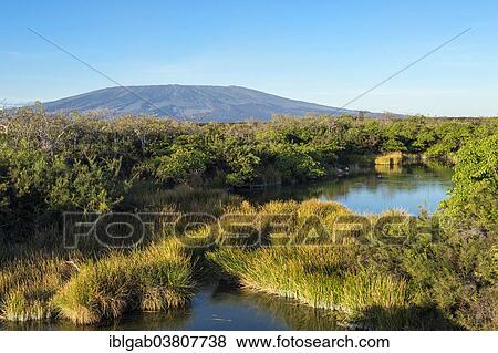 "Pond, Punta Morena, Isabela Island, Galapagos Islands, Ecuador, South America" View Large Photo Image Stock Photo - "Pond, Punta Morena, Isabela Island, Galapagos Islands, Ecuador, South America". Fotosearch