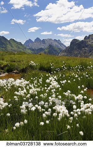 Stock Photo - "Pond with cotton grass, view towards Friaul, Giogo Veranis, Carnic Alps, Lesachtal, Hermagor District, Carinthia, Austria, Europe". Fotosearch