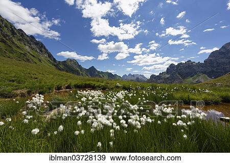 "Pond with cotton grass, view towards Friaul, Ofner Joch oder Giogo Veranis, Lesachtal, Bezirk Hermagor, Karnten, Austria, Europe" View Large Photo Image Stock Photo - "Pond with cotton grass, view towards Friaul, Ofner Joch oder Giogo Veranis, Lesachtal, Bezirk Hermagor, Karnten, Austria, Europe". Fotosearch