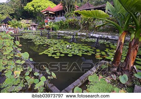 "Pond with lotus plants at the Tirta Gangga Water Temple, Bali, Indonesia, Asia" View Large Photo Image Stock Photo - "Pond with lotus plants at the Tirta Gangga Water Temple, Bali, Indonesia, Asia". Fotosearch