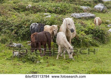 "Ponies in a meadow, Derreen, County Clare, Province of Munster, Ireland, Europe" View Large Photo Image Picture - "Ponies in a meadow, Derreen, County Clare, Province of Munster, Ireland, Europe". Fotosearch