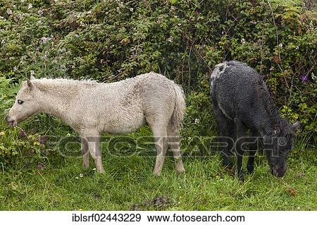 "Ponies on a pasture, County Clare, Republic of Ireland, Europe" View Large Photo Image Stock Photo - "Ponies on a pasture, County Clare, Republic of Ireland, Europe". Fotosearch