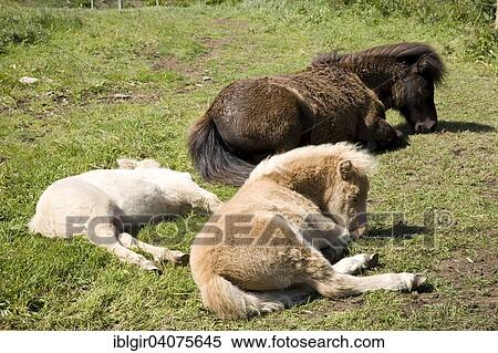 "Ponies, resting, England, United Kingdom, Europe" View Large Photo Image Stock Photography - "Ponies, resting, England, United Kingdom, Europe". Fotosearch