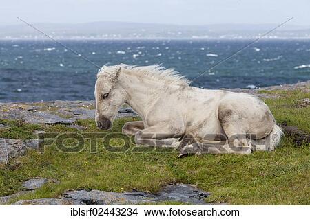 "Pony by the sea, County Clare, Republic of Ireland, Europe" View Large Photo Image Picture - "Pony by the sea, County Clare, Republic of Ireland, Europe". Fotosearch