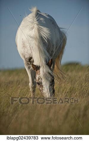 Pony grazing in a meadow View Large Photo Image Stock Image - Pony grazing in a meadow. Fotosearch