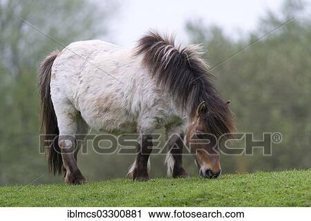 "Pony in a pasture, West Coast Park, Sankt Peter-Ording, Eiderstedt, North Frisia, Schleswig-Holstein, Germany, Europe" View Large Photo Image Stock Image - "Pony in a pasture, West Coast Park, Sankt Peter-Ording, Eiderstedt, North Frisia, Schleswig-Holstein, Germany, Europe". Fotosearch